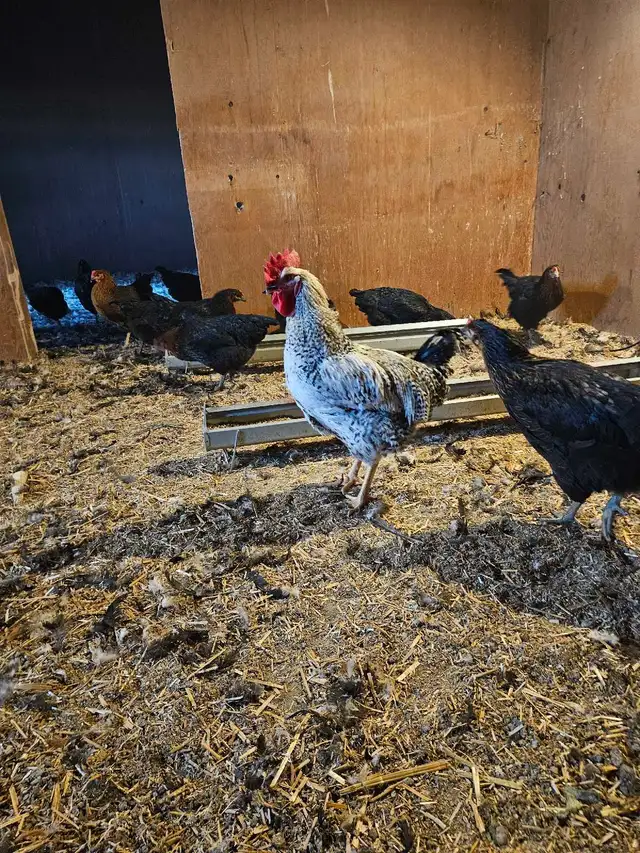 Roosters