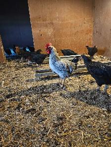 Roosters