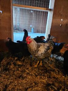 Roosters - Photo 2