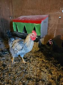 Roosters - Photo 3