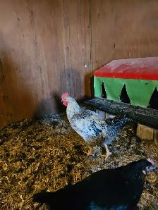 Roosters - Photo 4