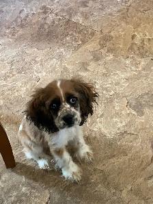 American Cocker Spaniel package