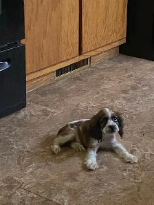 American Cocker Spaniel package - Photo 2