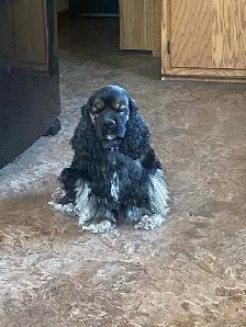 American Cocker Spaniel package - Photo 3