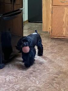 American Cocker Spaniel package - Photo 4