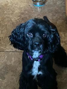 American Cocker Spaniel package - Photo 5