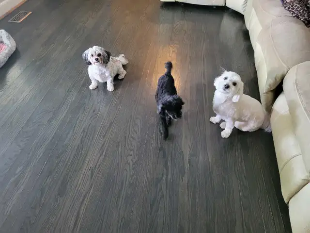 Small Dog Pet Sitting
