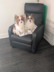 Small Dog Pet Sitting - Photo 2