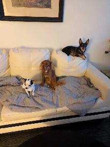 Small Dog Pet Sitting - Photo 3