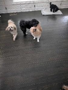 Small Dog Pet Sitting - Photo 4