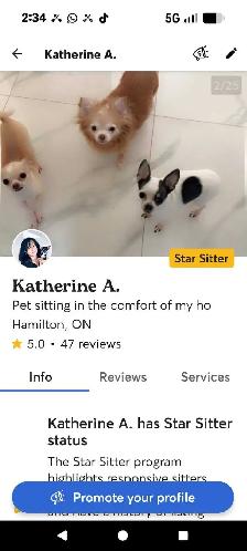 Small Dog Pet Sitting - Photo 5