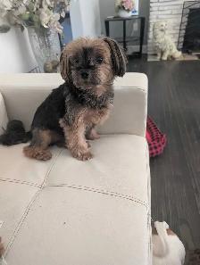 Small Dog Pet Sitting - Photo 6