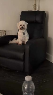 Small Dog Pet Sitting - Photo 7