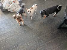 Small Dog Pet Sitting - Photo 8