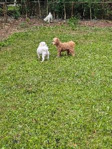 Small Dog Pet Sitting - Photo 9