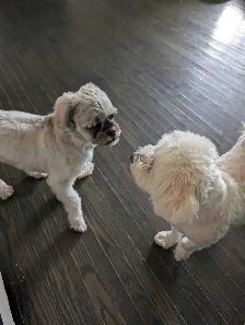 Small Dog Pet Sitting - Photo 10