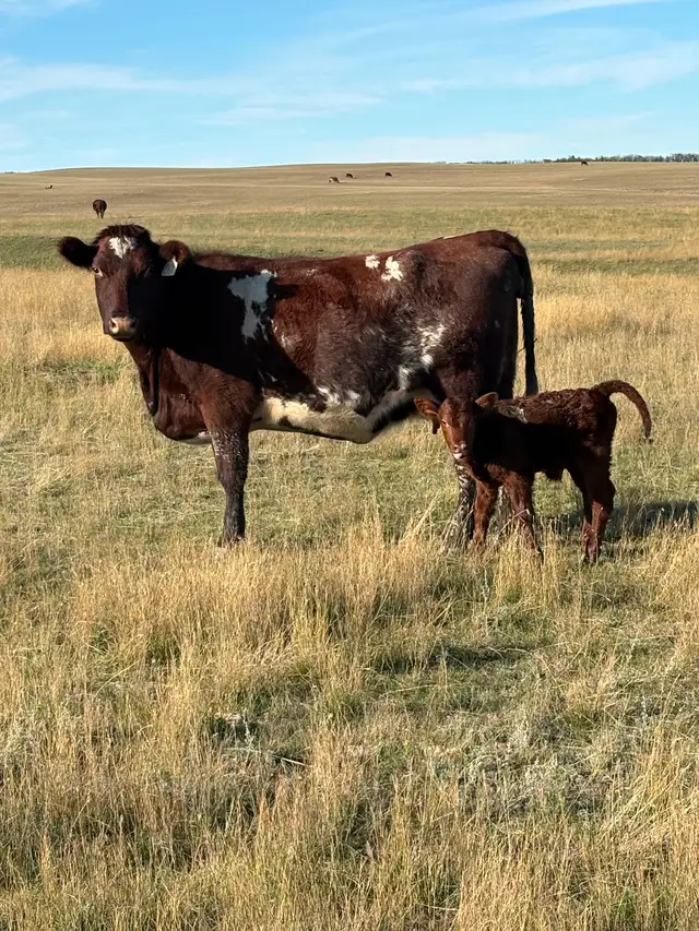 Cow calf pairs