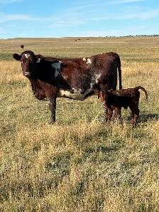 Cow calf pairs
