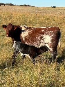 Cow calf pairs - Photo 2