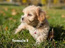 MINI Schnauzer / Shih Tzu puppies !