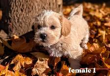 MINI Schnauzer / Shih Tzu puppies ! - Photo 2
