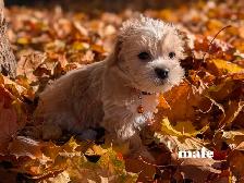MINI Schnauzer / Shih Tzu puppies ! - Photo 3