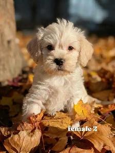 MINI Schnauzer / Shih Tzu puppies ! - Photo 4
