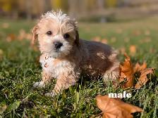 MINI Schnauzer / Shih Tzu puppies ! - Photo 5