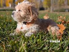 MINI Schnauzer / Shih Tzu puppies ! - Photo 6