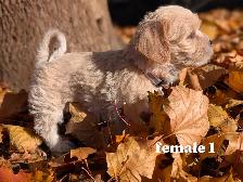 MINI Schnauzer / Shih Tzu puppies ! - Photo 7