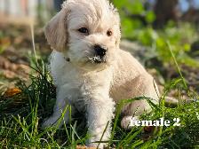 MINI Schnauzer / Shih Tzu puppies ! - Photo 8