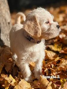 MINI Schnauzer / Shih Tzu puppies ! - Photo 9