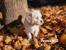 MINI Schnauzer / Shih Tzu puppies ! - Photo 10