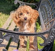 Toy Poodles