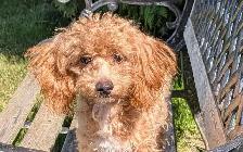 Toy Poodles - Photo 2