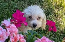 Toy Poodles - Photo 3