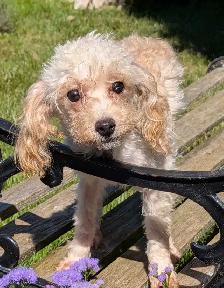Toy Poodles - Photo 4