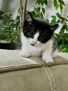 chaton 2 mois