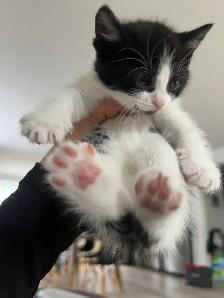 chaton 2 mois - Photo 2