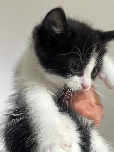 chaton 2 mois - Photo 3