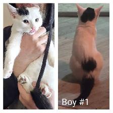 3 males looking for furever homes!