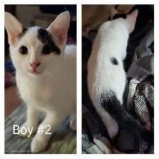 3 males looking for furever homes! - Photo 2