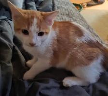 3 males looking for furever homes! - Photo 3