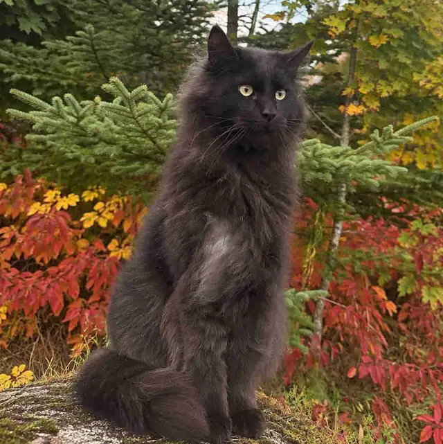 FABIEN D’AMOUR UN MAINECOON INCROYABLEMENT AFFECTUEUX