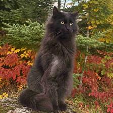 FABIEN D’AMOUR UN MAINECOON INCROYABLEMENT AFFECTUEUX