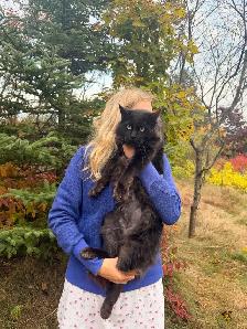 FABIEN D’AMOUR UN MAINECOON INCROYABLEMENT AFFECTUEUX - Photo 2