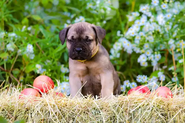 chiots Bullmastiff