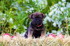 chiots Bullmastiff - Photo 2