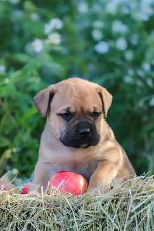 chiots Bullmastiff - Photo 3