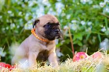 chiots Bullmastiff - Photo 4